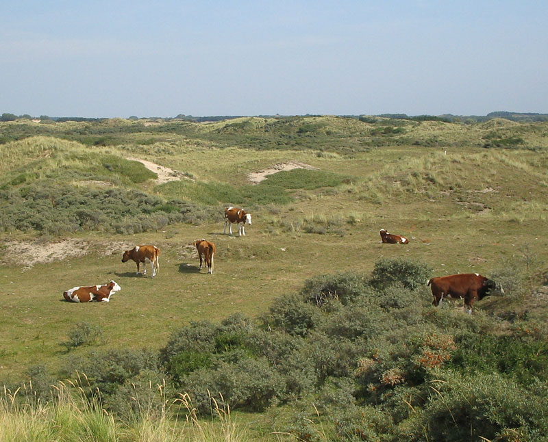 Dutch cattle grazing amongst dunes