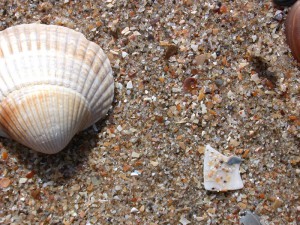 Shells on Zandvoort Beach
